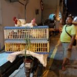 Prodej kuřat v Penangu