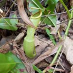 Masožravá rostlina láčkovka (Nepenthes)