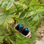 Motýl v motýlí zahradě