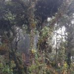 Mechový les v Cameron Highlands