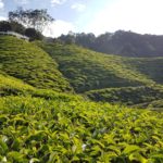 Čajová plantáž v Cameron Highlands