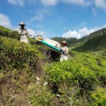 Čajová plantáž v Cameron Highlands