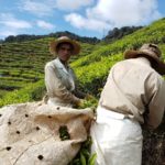 Čajová plantáž v Cameron Highlands