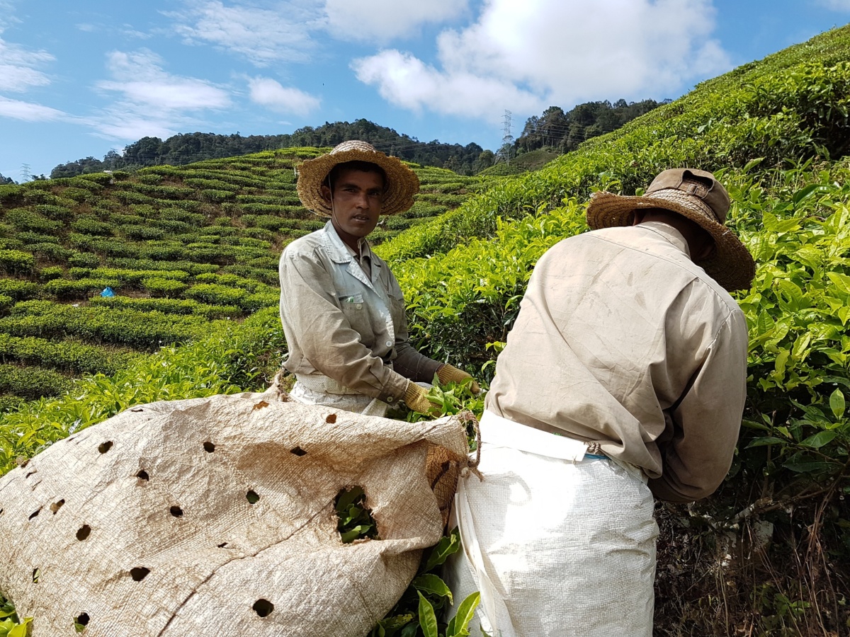 Čajová plantáž v Cameron Highlands