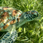 Kareta obrovská (green sea turtle), Gili Meno, Lombok