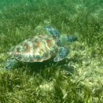 Kareta obrovská (green sea turtle), Gili Meno, Lombok