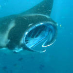 Rejnok manta (manta ray) u ostrova Nusa Penida, Bali