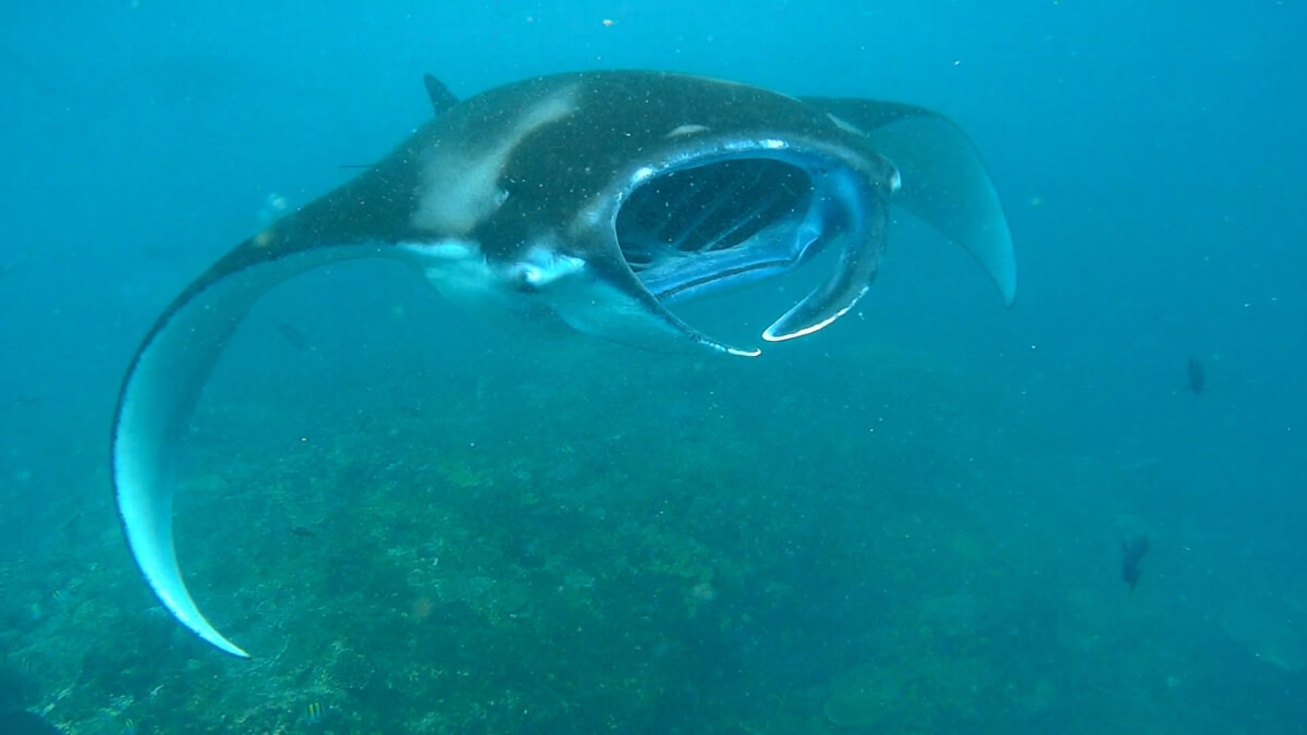Rejnok manta (manta ray) u ostrova Nusa Penida, Bali