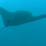 Rejnok manta (manta ray) u ostrova Nusa Penida, Bali