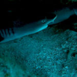 Žralok lagunový (whitetip reef shark), Gili Trawangan, Lombok