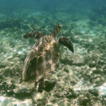 Kareta pravá (hawksbill sea turtle), Gili Meno, Lombok