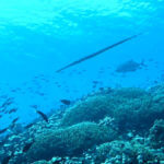 Potápění u Gili Meno, Lombok