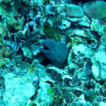 Muréna obrovská (giant moray), Gili Meno, Lombok