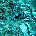 Muréna obrovská (giant moray), Gili Meno, Lombok