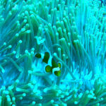 Klaun očkatý alias Nemo (ocellaris clownfish), Gili Meno, Lombok