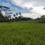 Rýžové pole u vodopádu Tibumana