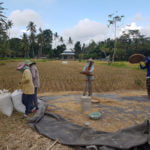 Ženy sklízí rýži na Bali u vodopádu Tibumana