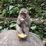 Monkey Forest Sanctuary, Ubud, Bali