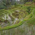 Rýžové terasy Tegallalang nad Ubudem, Bali