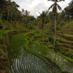 Rýžové terasy Tegallalang nad Ubudem, Bali
