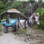 Typický dopravní prostředek na Gili ostrovech - kůň