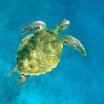 Kareta obrovská (green sea turtle), Gili Meno, Lombok