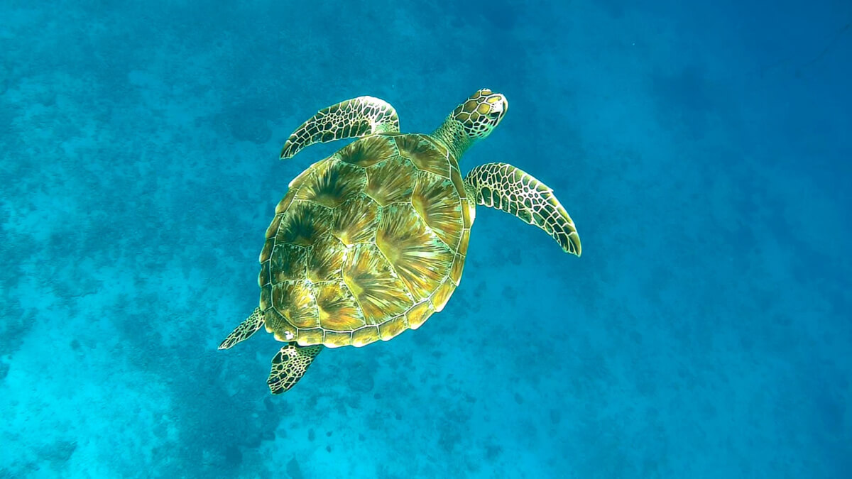 Kareta obrovská (green sea turtle), Gili Meno, Lombok